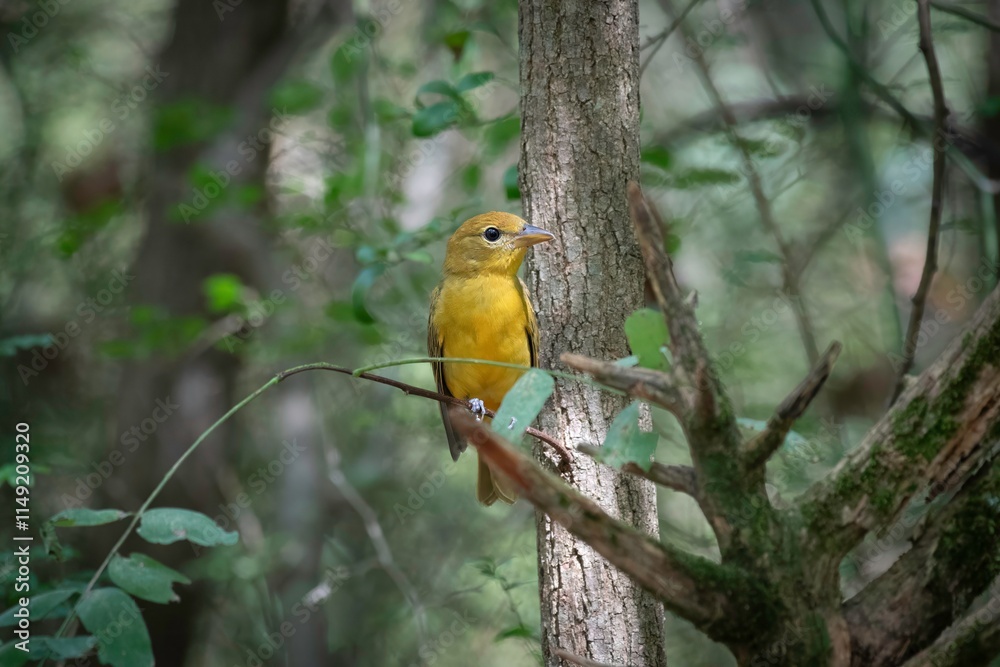 Summer Tanager Summer Tanager