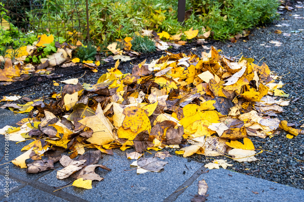 Obraz premium Fall garden cleanup and maintenance, pile of yellow leaves of a Chinese Tulip Tree, Liriodendron Chinense, raked up in a pile on a gravel path, as a nature background 