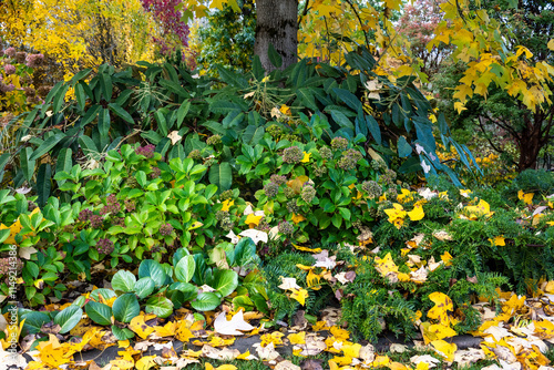 Fall color, yellow leaves of a Chinese Tulip Tree, Liriodendron Chinense, in an autumn garden, leaves falling on plants and lawn, as a nature background
 photo