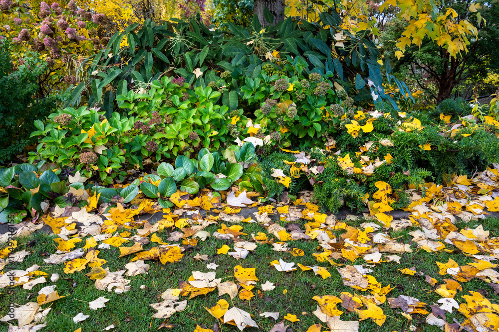 Obraz premium Fall color, yellow leaves of a Chinese Tulip Tree, Liriodendron Chinense, in an autumn garden, leaves falling on plants and lawn, as a nature background 