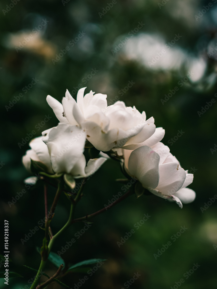 Obraz premium white rose flower