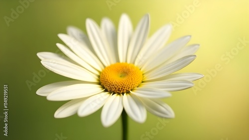 A macro shot of a daisy with sharp white petals and a golden yellow core photo