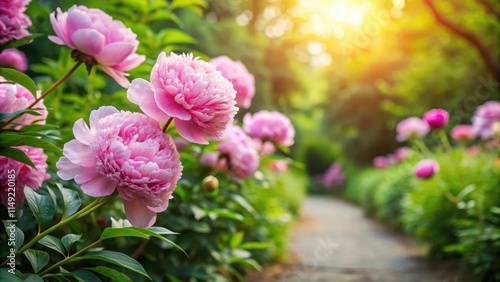 Fototapeta Naklejka Na Ścianę i Meble -  Soft pink peonies blooming in a lush garden with sunlit paths and vibrant greenery , outdoor, peony,  outdoor, peony