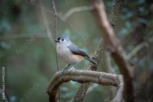 Tufted Titmouse