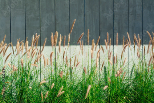 Pennisetum alopecuroides - decoración del jardín Fuente hierba