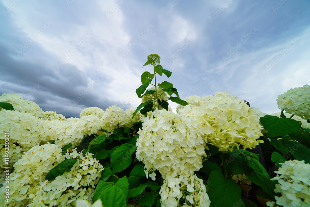 アジサイ アナベルと梅雨空