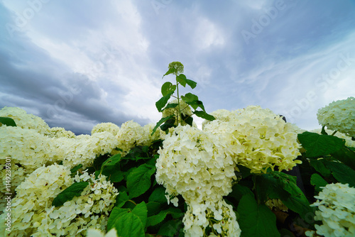 アジサイ アナベルと梅雨空
