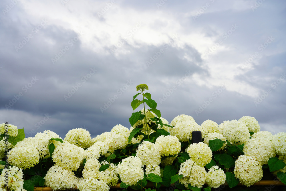 アジサイ アナベルと梅雨空