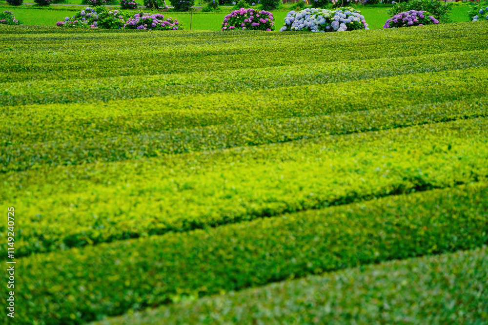 緑の茶畑と咲き誇るあじさいの風景