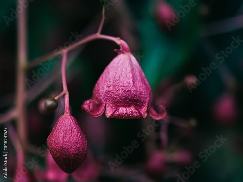 Bell shaped flower photo