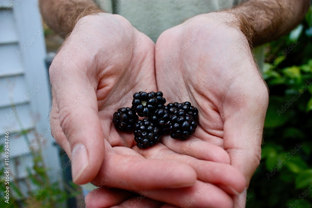 Freshly Picked Blackberries in Hands