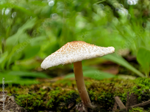 Mushroom in the forest on a natural background, macro