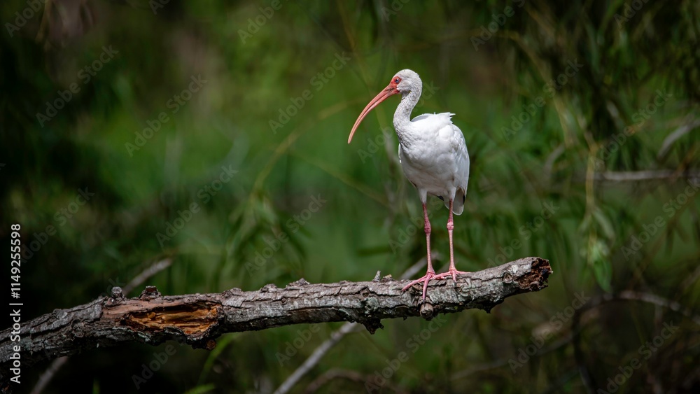 Fototapeta premium White Ibis