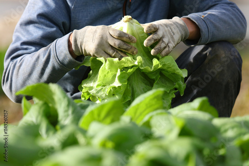 野菜の収穫をする男性