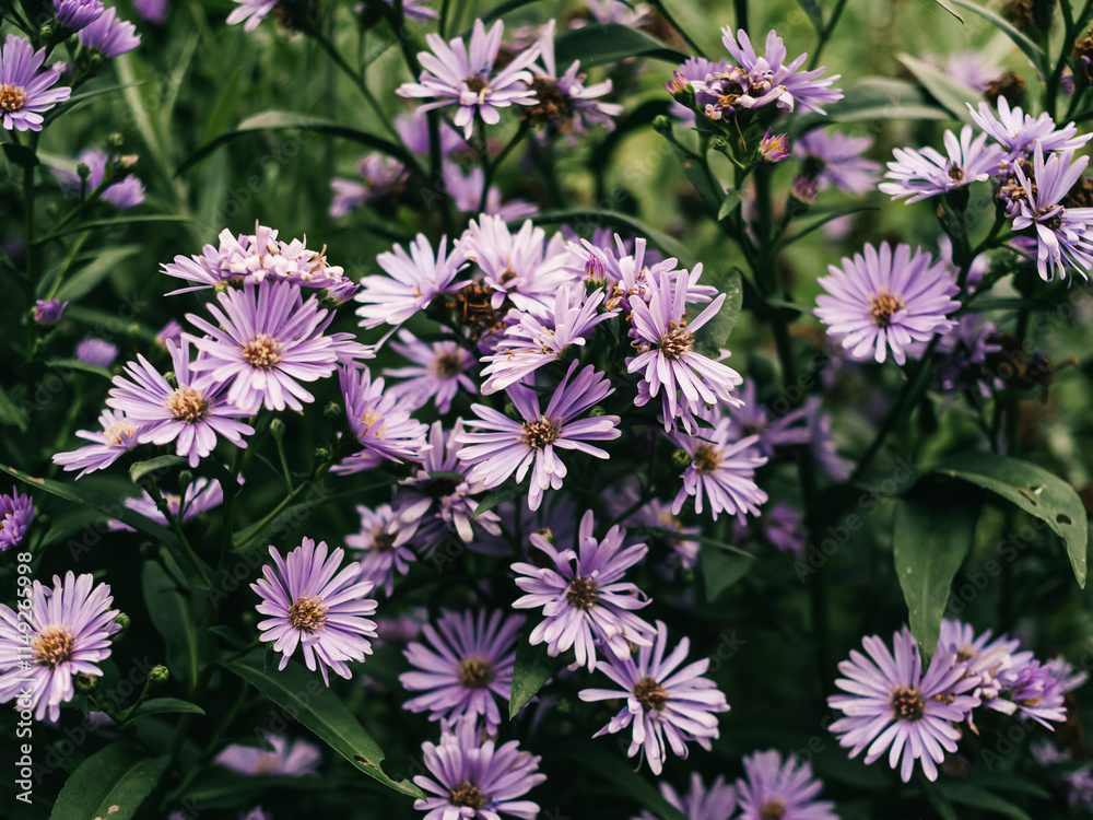 Purple flowers in the garden Purple flowers in the garden