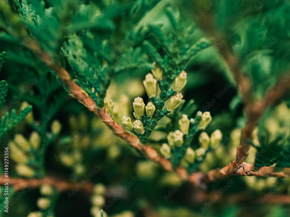 Tree foliage Tree foliage
