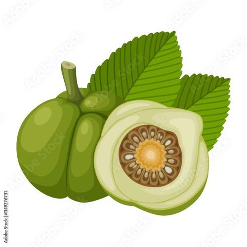 Illustration of Dillenia indica, commonly known as elephant apple, isolated on white background.