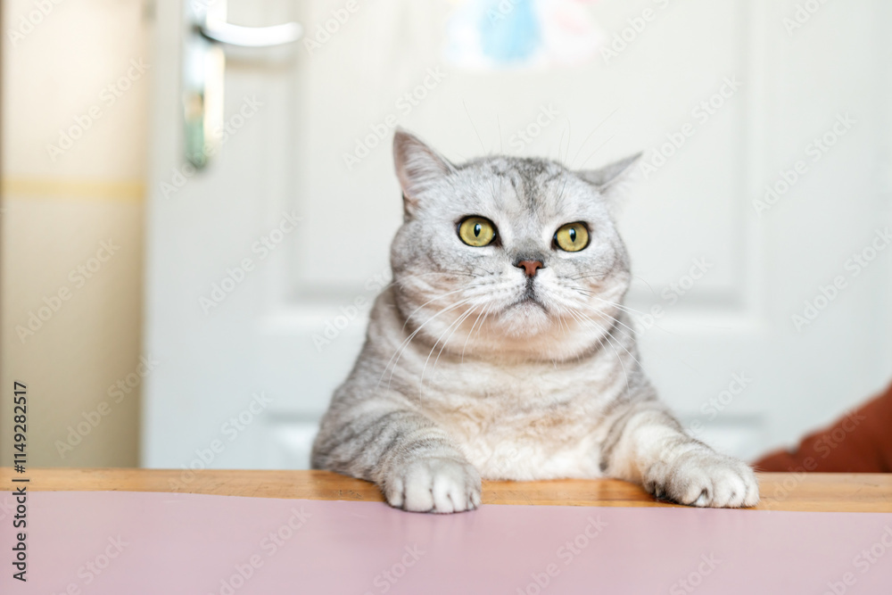 Cat, Home, Looking - A grey tabby cat sits on a pink table, looking up at something off-camera, possibly a toy or its owner. The cat has green eyes and a wide, curious expression. Cat, Home, Looking - A grey tabby cat sits on a pink table, looking up at something off-camera, possibly a toy or its owner. The cat has green eyes and a wide, curious expression.