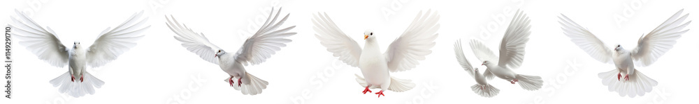 PNG Graceful doves in flight, isolated element set, transparent background PNG Graceful doves in flight, isolated element set, transparent background