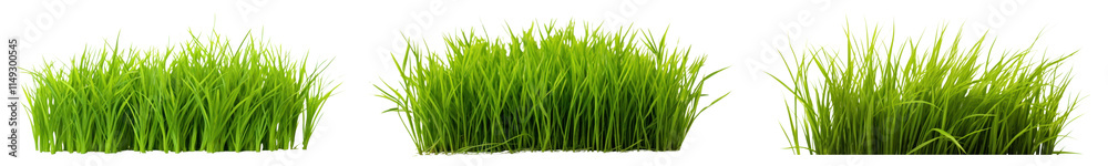 Fototapeta premium Green grass lawn png cut out element set, transparent background