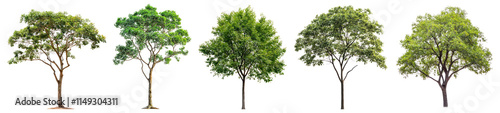 PNG Tree set on transparent background