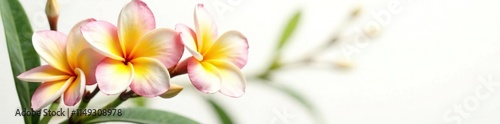 Delicate frangipani flowers on white background, greenery, closeup