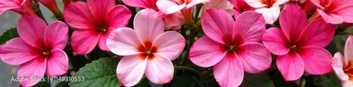 Colorful flower arrangement featuring pink and red hues, pink flowers, flower bunch, spring colors