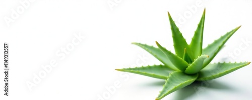 A single aloe vera leaf with a slightly opened flower bud on white background, succulent flowers, foliage,