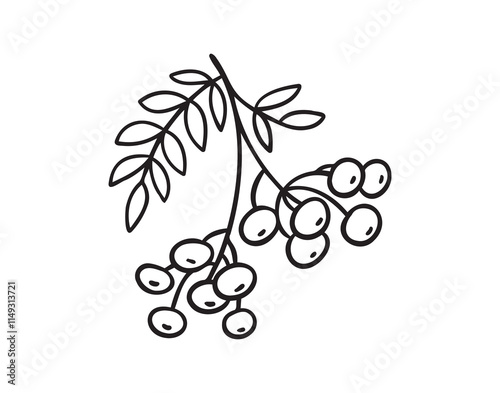 Branch of rowan tree doodle hand drawn icon. Drawing Branch of rowan tree clipart element.