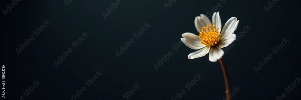 Fototapeta premium Small, delicate dried flower against a dark background, , small flower