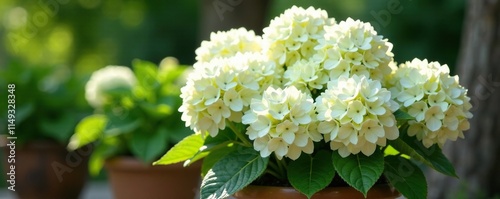Large white mophead hydrangea flowers in a large planter, flowering plant, hydrangea, garden decoration