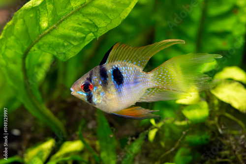 Balloon Long Fin Blue Ram - Mikrogeophagus ramirezi photo