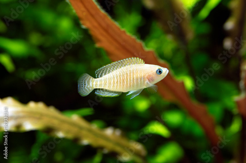 Neolamprologus multifasciatus photo