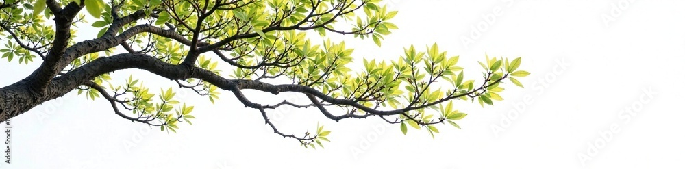 Fototapeta premium Long, slender tree branches on white background, Eurycoma species, natural landscape