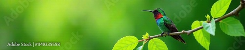 Western Esmeralda Hummingbird Perched On A Branch With Emerald Leaves, chlorostilbon melanorhynchus, avian wildlife