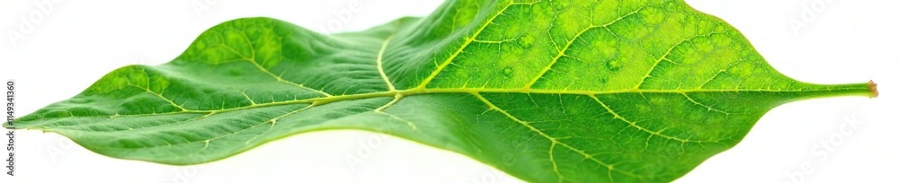 Fig leaf with prominent veins and texture isolated on white background, , plant leaf, fig leaf Fig leaf with prominent veins and texture isolated on white background, , plant leaf, fig leaf
