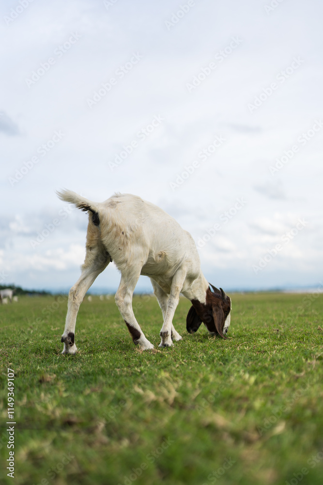 Little goat eating grass in green field at the countryside on daily summer Little goat eating grass in green field at the countryside on daily summer