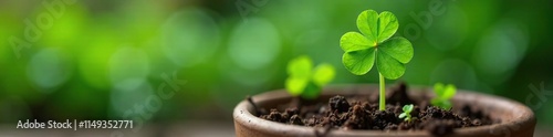 Four leaf clover with stems and roots exposed in a pot, garden, four leaf clover, botanical photo