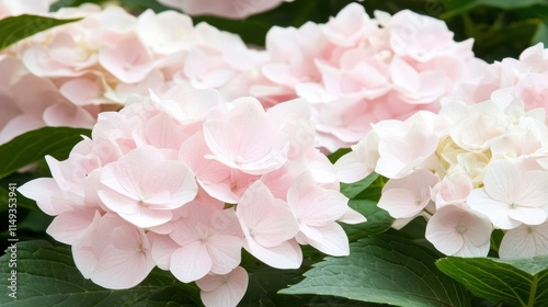 ピンクのアジサイが花開く風景、緑の葉とともに美しい瞬間 photo