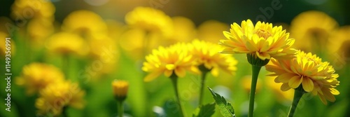 Bright yellow Chrysanthemum flowers blooming in a lush green garden with vibrant summer sunshine, hardy mums, flower, flower garden