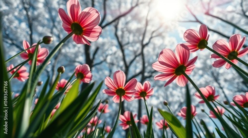 Vibrant pink daisies in sunlight with tree branches background
