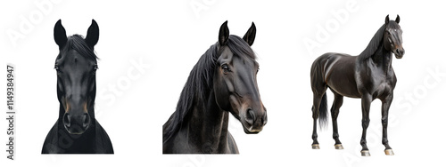 Collection of black horses have the same expression. The first horse is looking at the camera, the second is looking away, and the third is standing look to the right photo