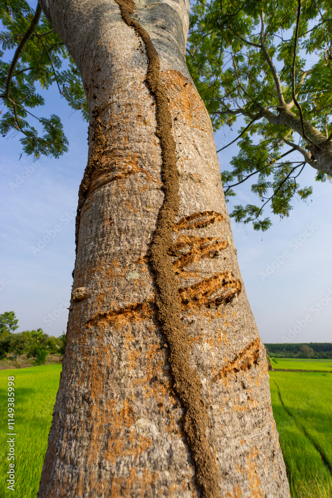Naklejka premium Tropical tree barks showing textures and patterns used for identification protection from weather and animals 