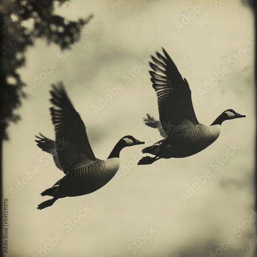 Majestic Geese in Flight: A Black and White Nature Photography photo