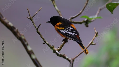 A Baltimore Oriole in Costa Rica