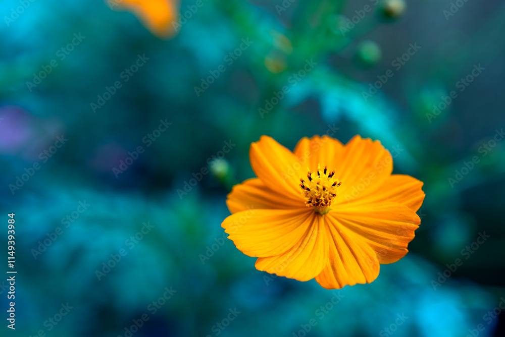 オレンジのコスモスの花 オレンジのコスモスの花
