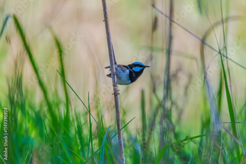 Male Superb Fairy-wren in the grasses photo