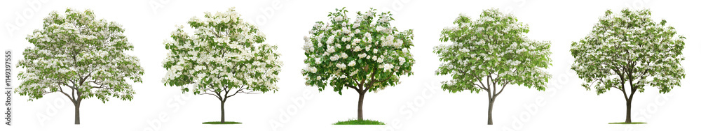 White flower tree png cut out element set, transparent background White flower tree png cut out element set, transparent background