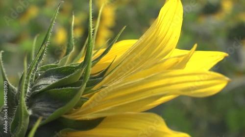 Yellow field of sunflowers. Blooming and Pollination. Bright yellow sunflower lighted solar svetom. Beautiful fresh yellow sunflower macro shooting. Yellow flower petals, seeds
 photo