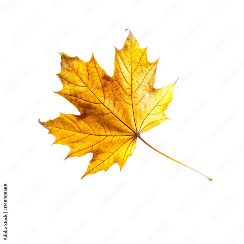 flying on wind yellow realistic fall leaf isolated on transparent background
flying on wind yellow realistic fall leaf isolated on transparent background